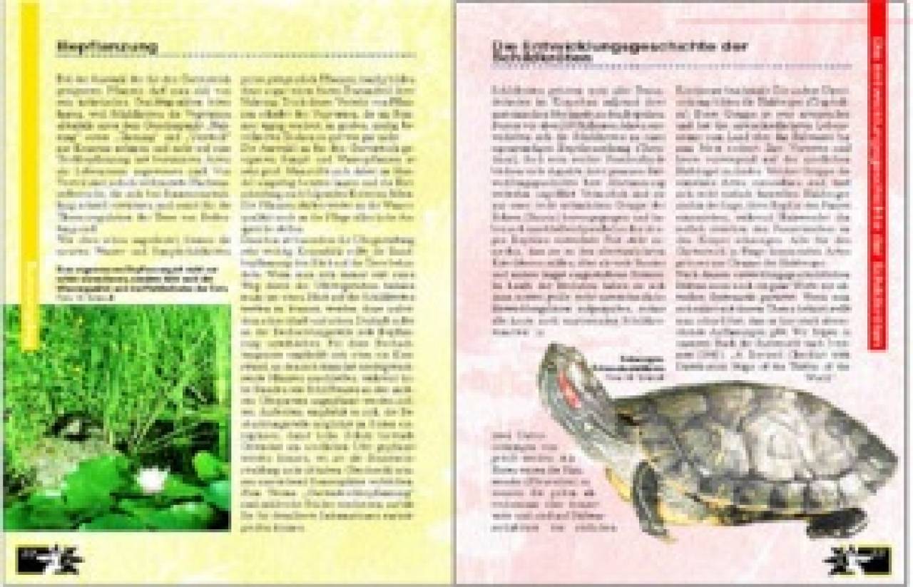 Schildkröten im Gartenteich